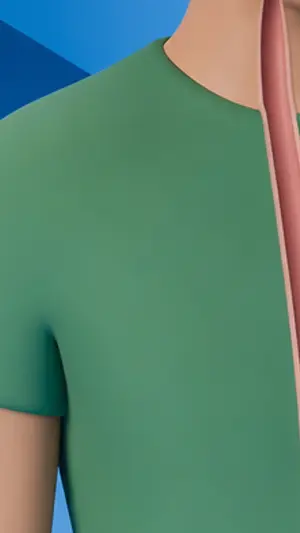 3D explainer: the gum moving down the oesophagus.